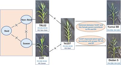 Fine mapping of candidate quantitative trait loci for plant and ear height in a maize nested-association mapping population